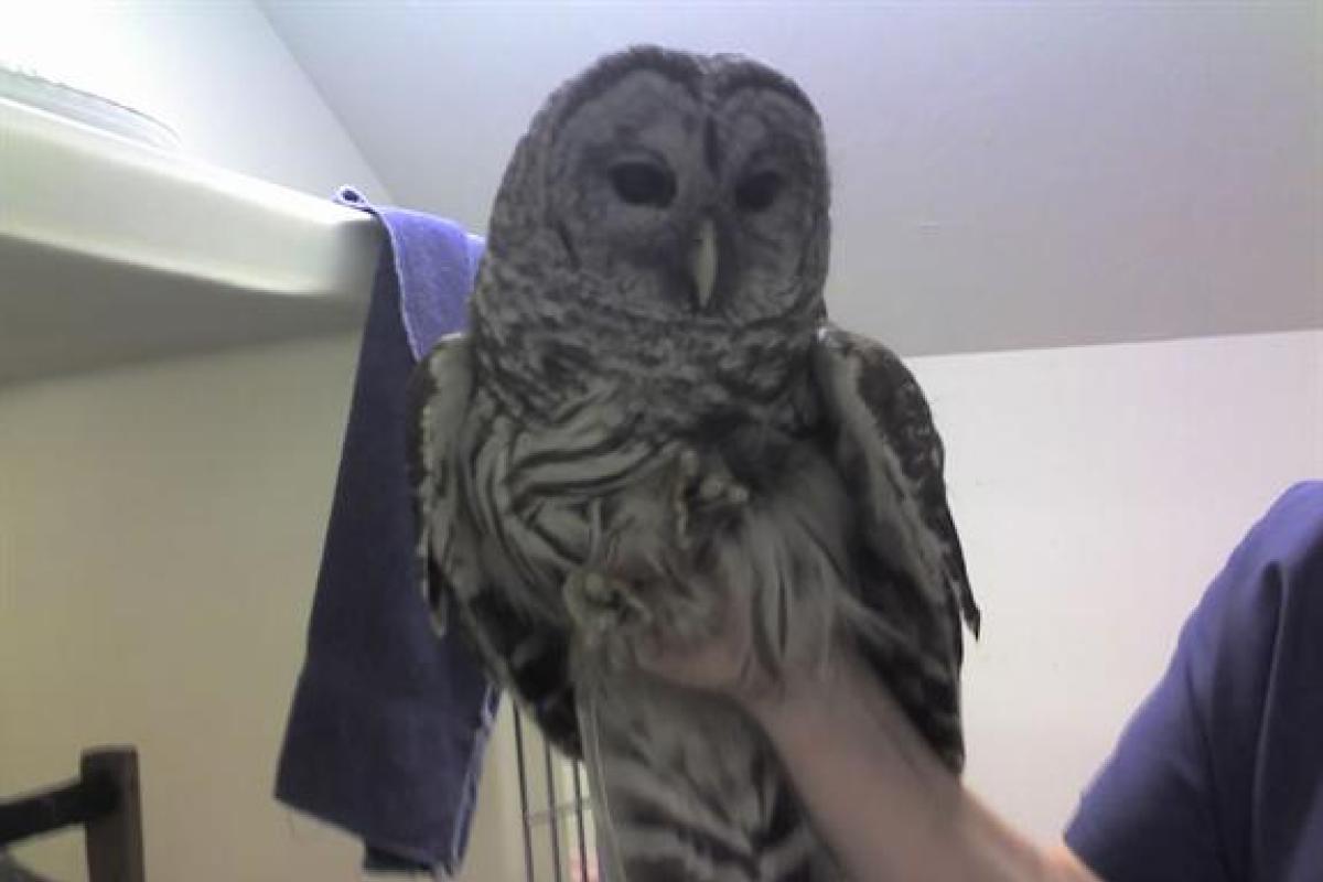 Barred Owl: This Barred Owl had a run-in with a vehicle; but after a month or so at Cape Wildlife Center he was in good health and ready to be released.