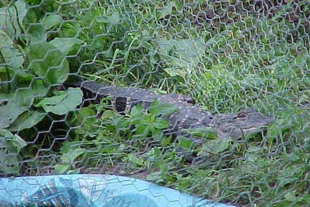  Can You Say Al-y-gay-tor...?:  Yes, this is an alligator. It seems every 5 years or so we deal with one of these critters. It's a LOT easier when they're fenced-in....