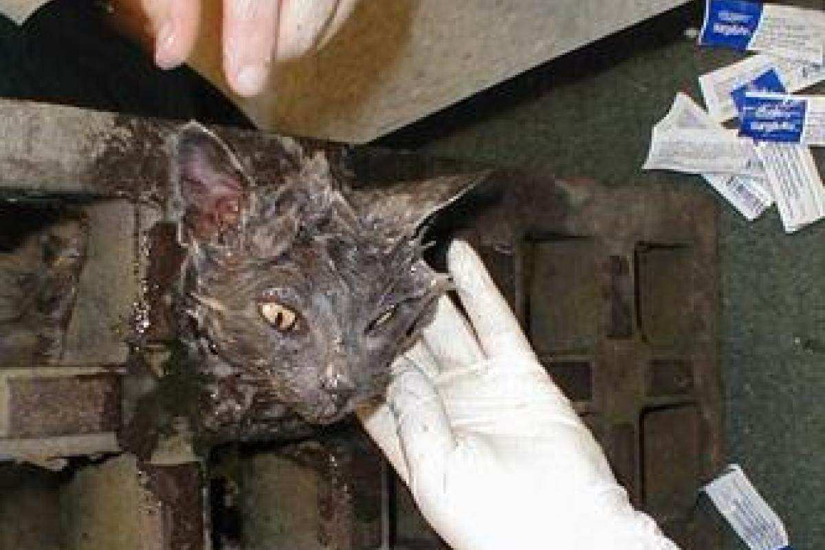 What A Grate Predicament....  This cat got himself into quite a bind by sticking his head through a storm drain grate; but it was nothing a little Vaseline & assistance from the DNR couldn't cure.