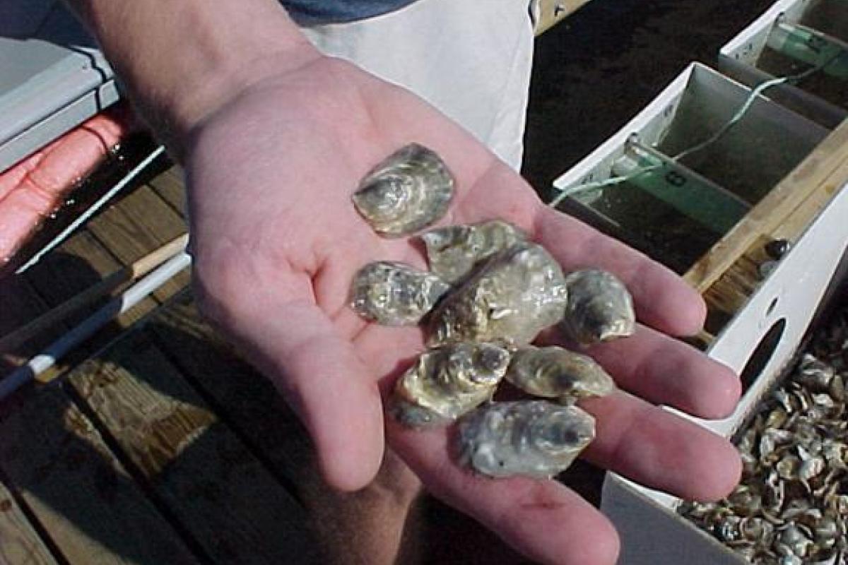 Oysters At 9 Weeks: By this time, many of the oysters measure in the 1-1.5 inch range.
