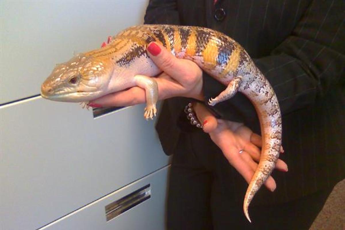  Australian Blue Tongued Skink: This girl (Lilo) was just in need of a good, loving home and we were glad to find her one. :-)