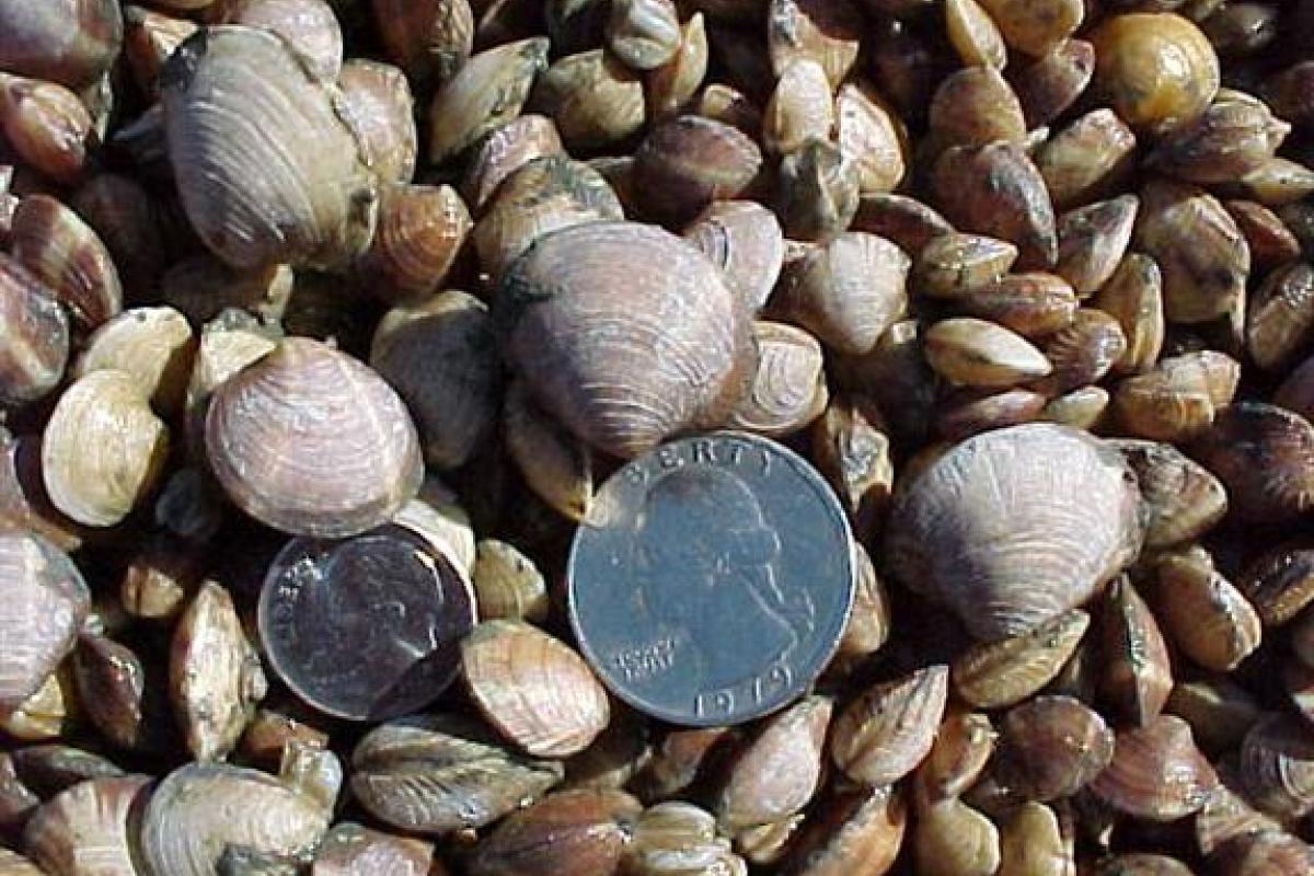 Quahaug Seed Size: This gives you a better idea of how big the seed is when we finally put it out on the shellfish beds at the end of the growing season.
