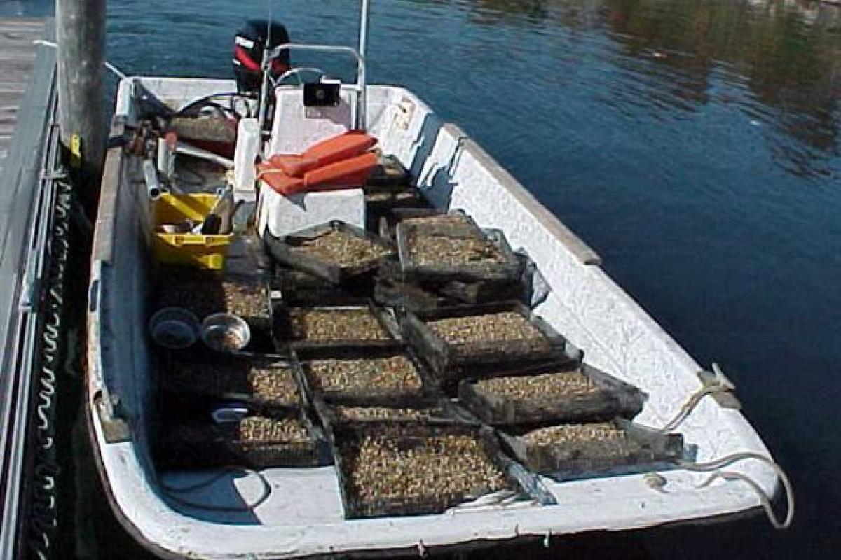 Quahaug Seed Loaded On Boat: Here the seed is loaded onto our work skiff in the silo trays and ready to throw out onto the shellfish beds.