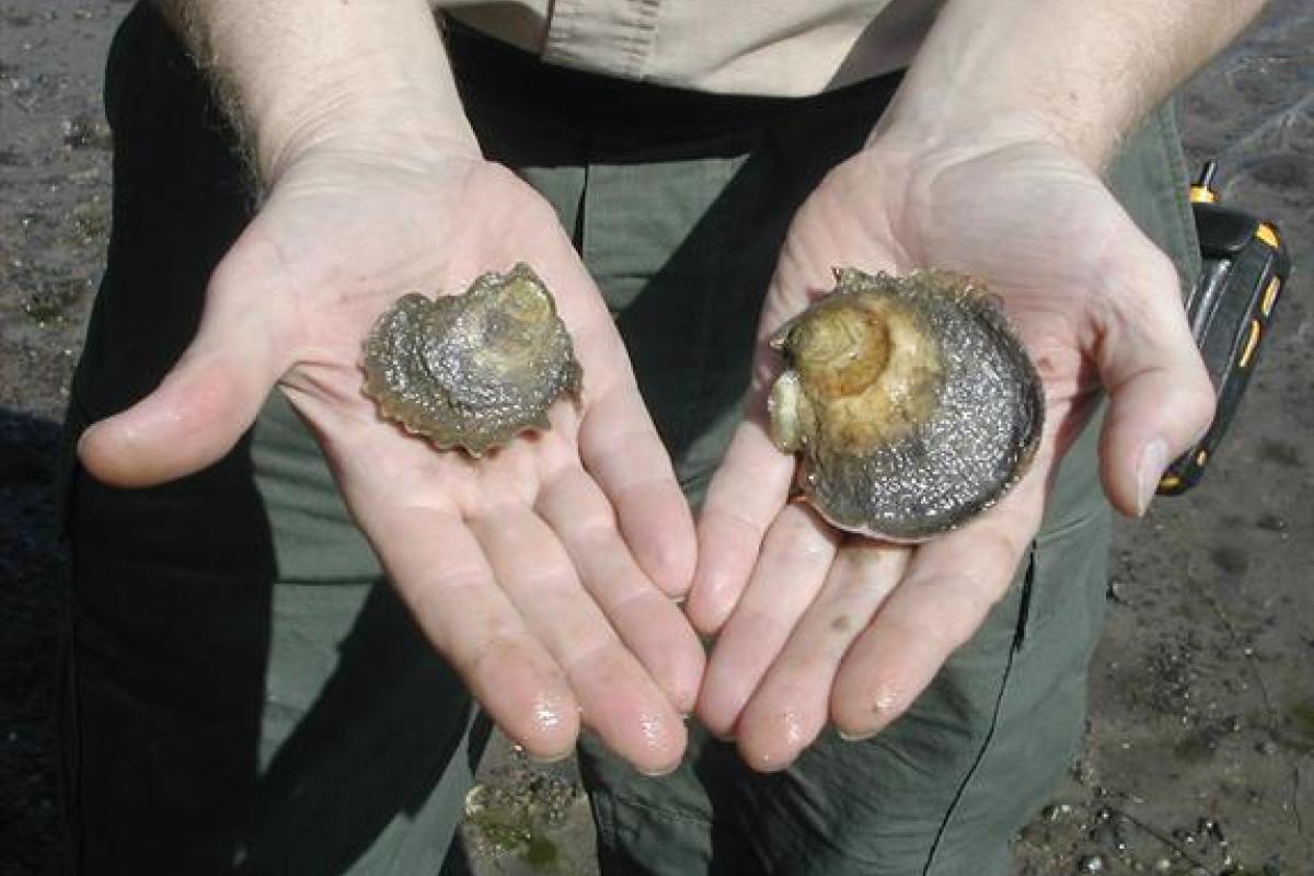 Oyster Seed The Following Year: Oysters we don't have to paint. The definite growth since being placed in the water can easily be seen - Light vs. dark shell & a definite "ridge" in the shell growth. The one on the right is almost legal size (3 inches).