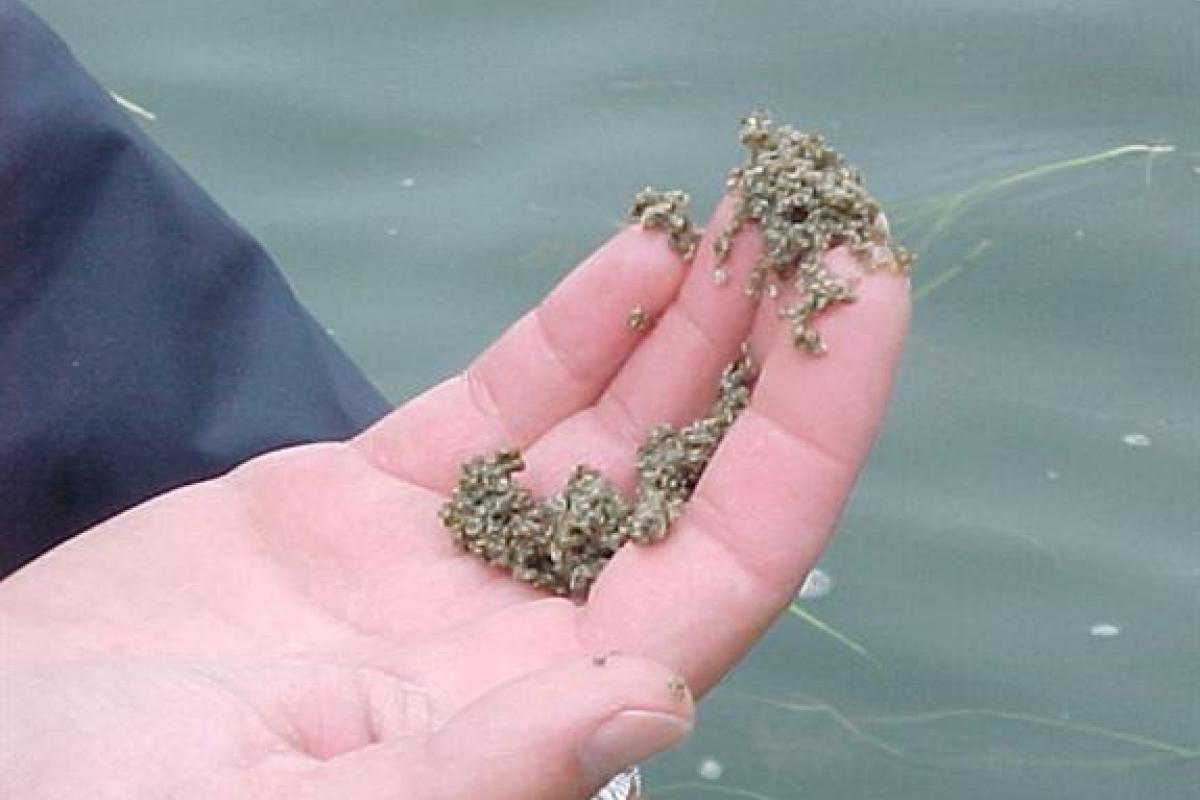 Hundreds Of Oyster Seed: ...easily fit in the palm of your hand.