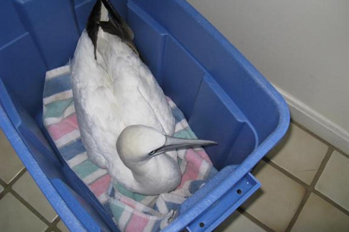  Northern Gannet: This beautiful bird got lost & disoriented in a typical New England Nor'Easter. After a few days of recuperation, it was released into the wild.
