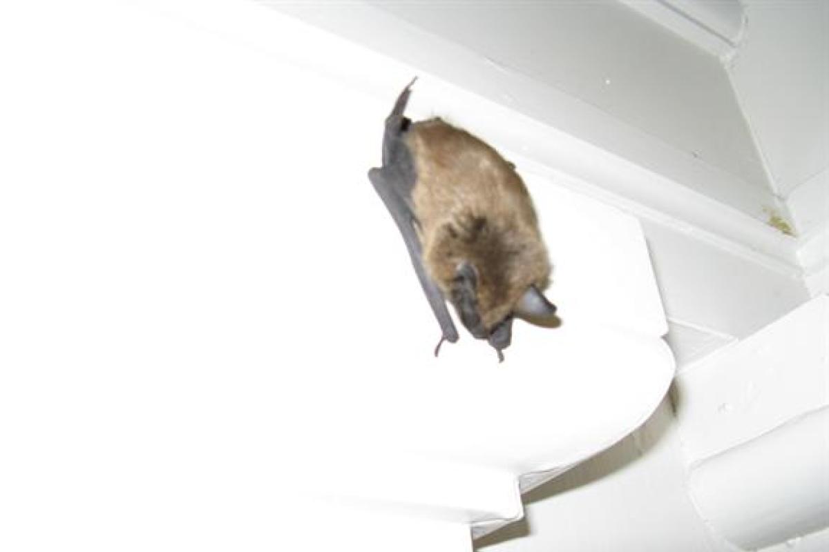  Little Brown Bat: This is a common site in older buildings. You've probably heard of the term "bats in the belfry" - Well, it's not at all unusual for bats to hang out in your attic. Contrary to what many think, they are actually quite beneficial.