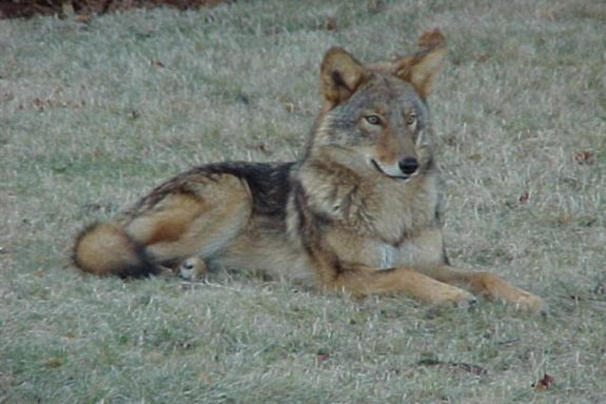  Coyote: Though this animal wasn't rescued, other coyotes have been, and we regularly answer questions about them, since they are quite a common sight on Cape Cod, as well as throughout MA & New England.