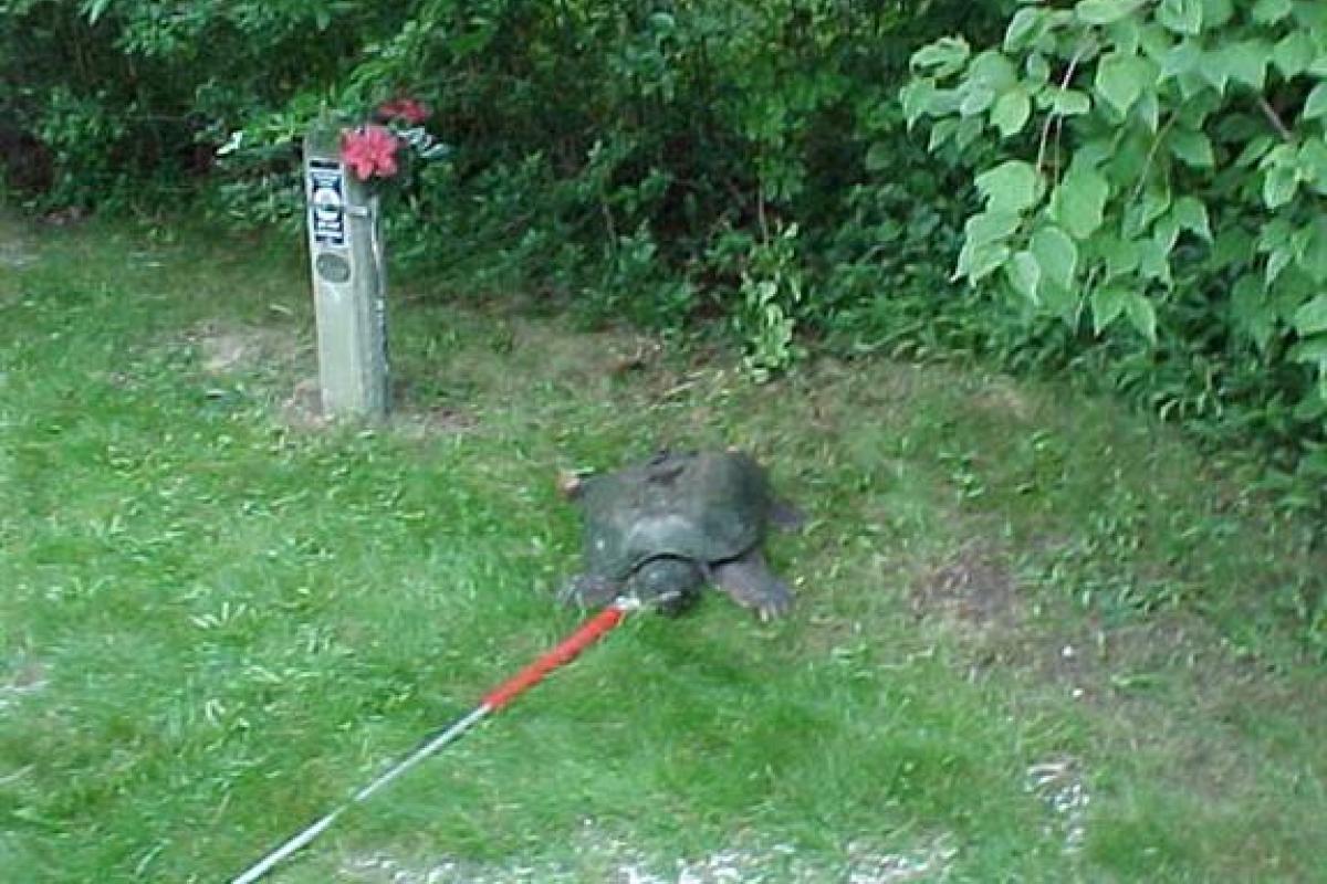  Snapping Turtle: And a rather large one, at that. This had to be removed from a busy road, where it was contentedly sunning itself.