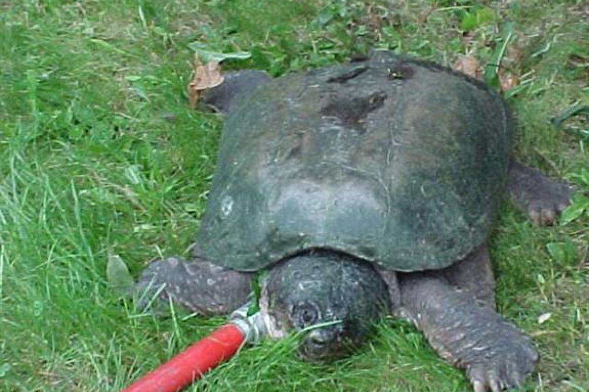  A closer look at the Snapping Turtle.  That catch pole is what we usually use on dogs and large wildlife.